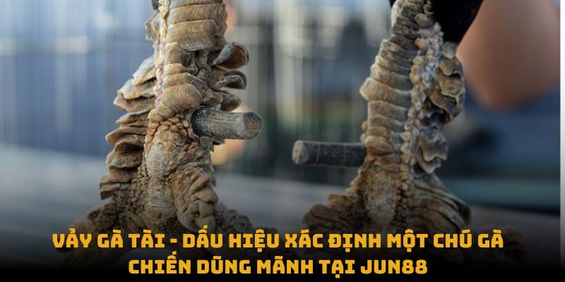 Vảy gà tài - Dấu hiệu xác định một chú gà chiến dũng mãnh tại Jun88 Vảy gà tài - Dấu hiệu xác định một chú gà chiến dũng mãnh tại Jun88